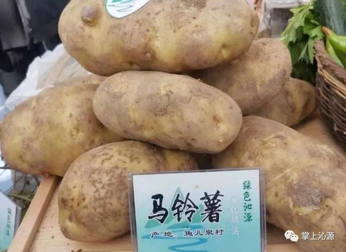 薯光盛放，乡约未来——马铃薯产业盛会即将启幕