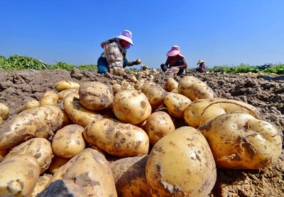 河北滦州 马铃薯成为农民增收的“金疙瘩”